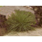  Festuca