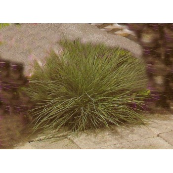  Festuca