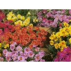 Portulaca (Onze-horas)
