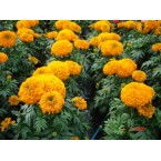  Tagetes (Tagetão)