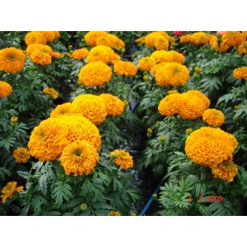  Tagetes (Tagetão)
