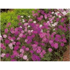 Verbena
