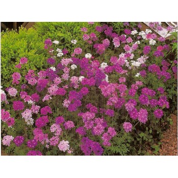 Verbena