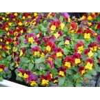  Viola