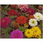 Zinnia