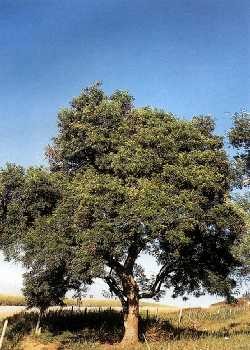  Aroeira